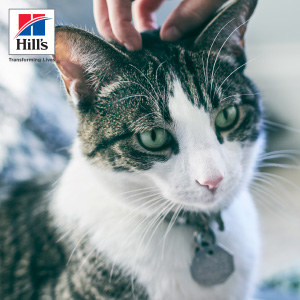 飼主教育手冊–處理貓咪的壓力問題