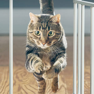 泌尿道飼主指南