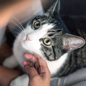 泌尿道產品臨床實證集